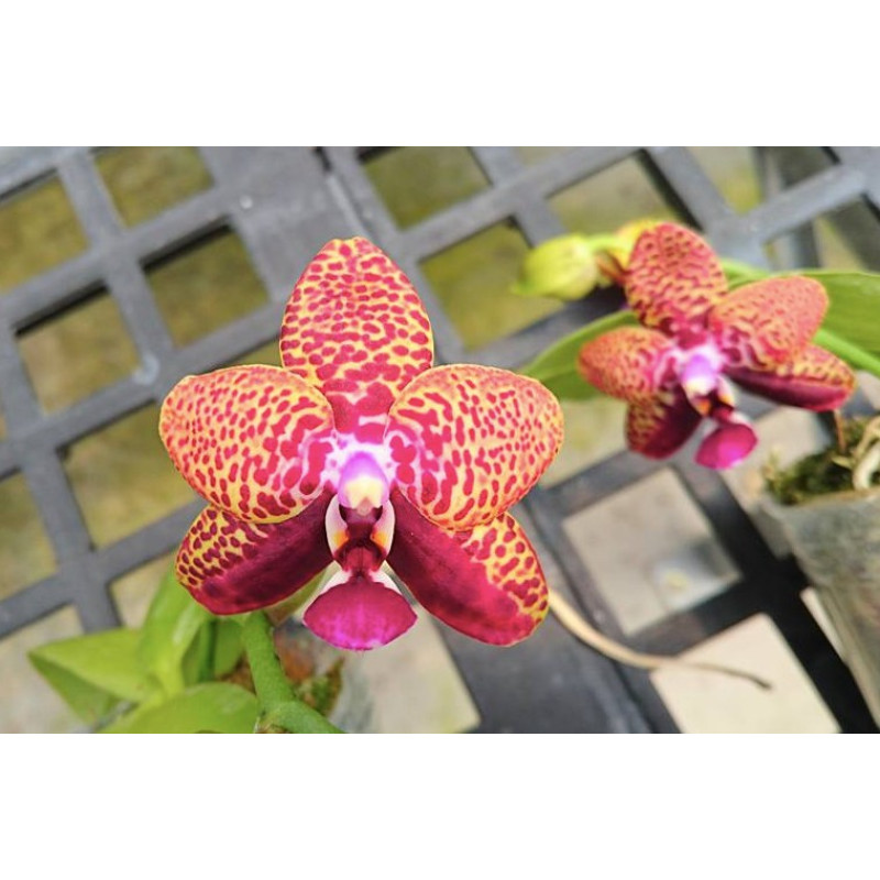 ыстық жалаңаш милф